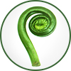 circular image with green border - green fiddlehead fern
