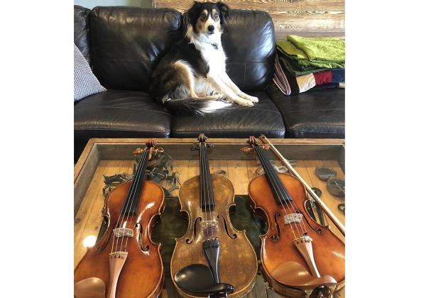 907 and 909 violins with an older violin and a cute dog looking on
