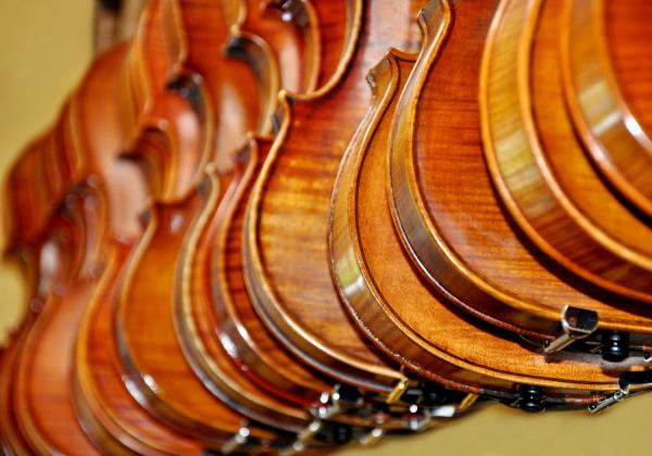 group of violins' backs all in a row