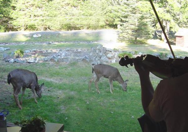 Violinist playing in the shadows as two deer graze in the yard