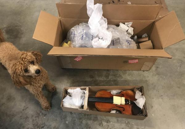 A brown poodle excitedly watches as a violin is unpackaged from a box filled with layers of padding