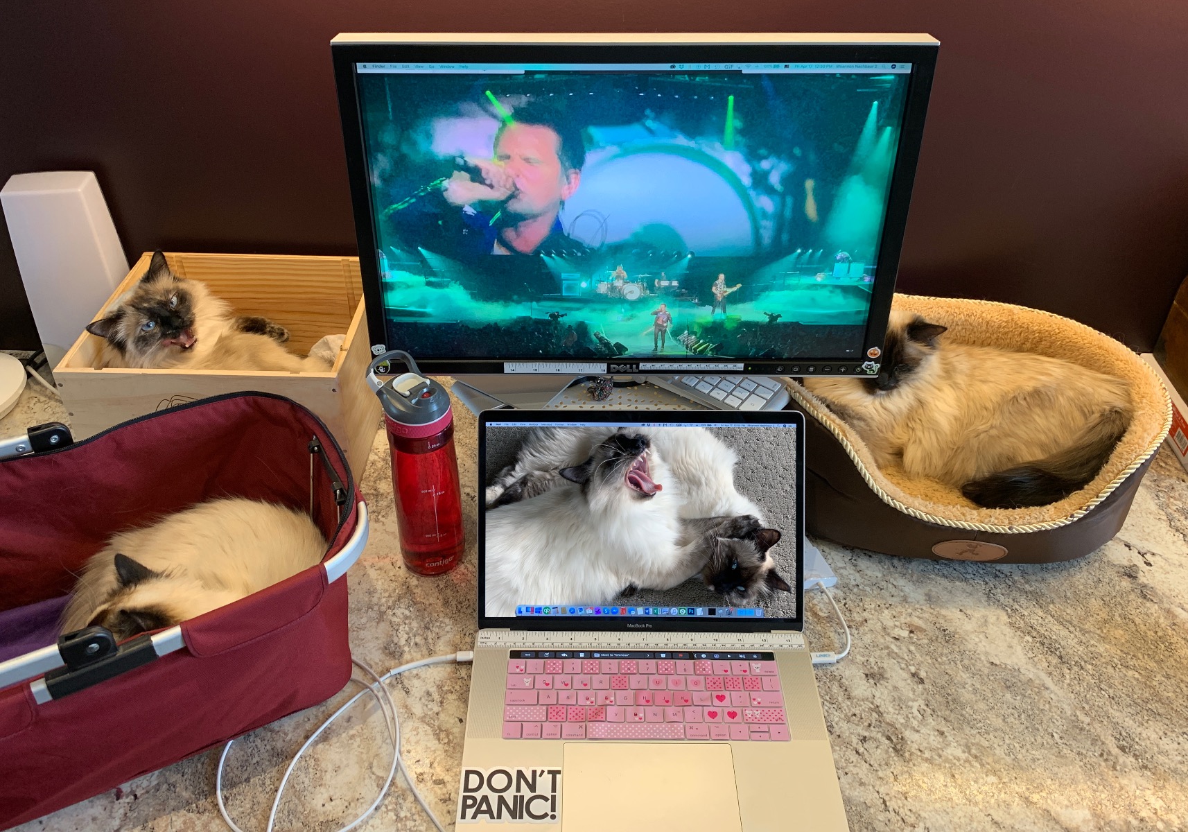 Three beautiful longhair siamese cats in various baskets beside a laptop and large computer monitor with the band Muse on the screen
