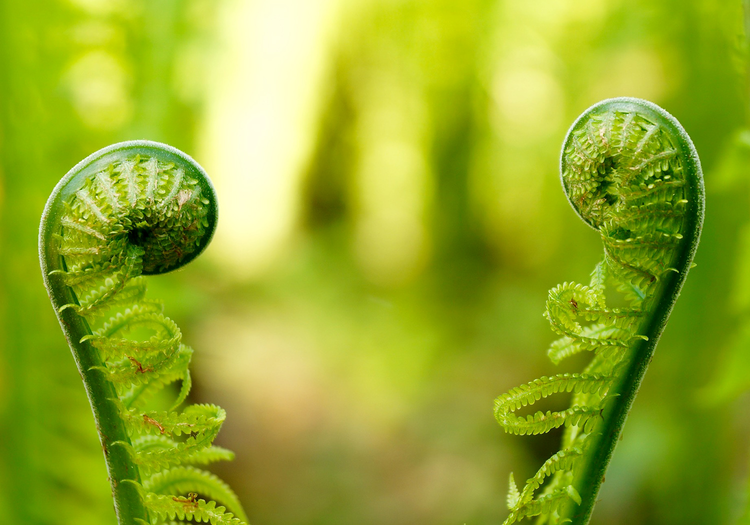 Two brilliant green fiddlehead ferns in the woods