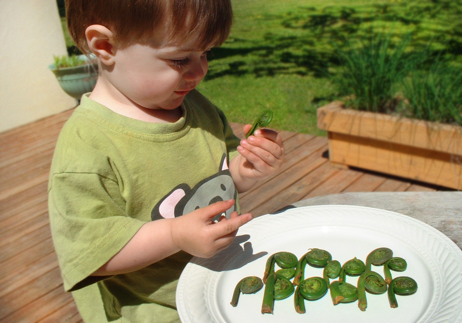 Rhiannon's toddler wearing a green shirt, holding a fiddlehead fern with chubby fingers, and looking at a plate of lined up fiddlehead ferns