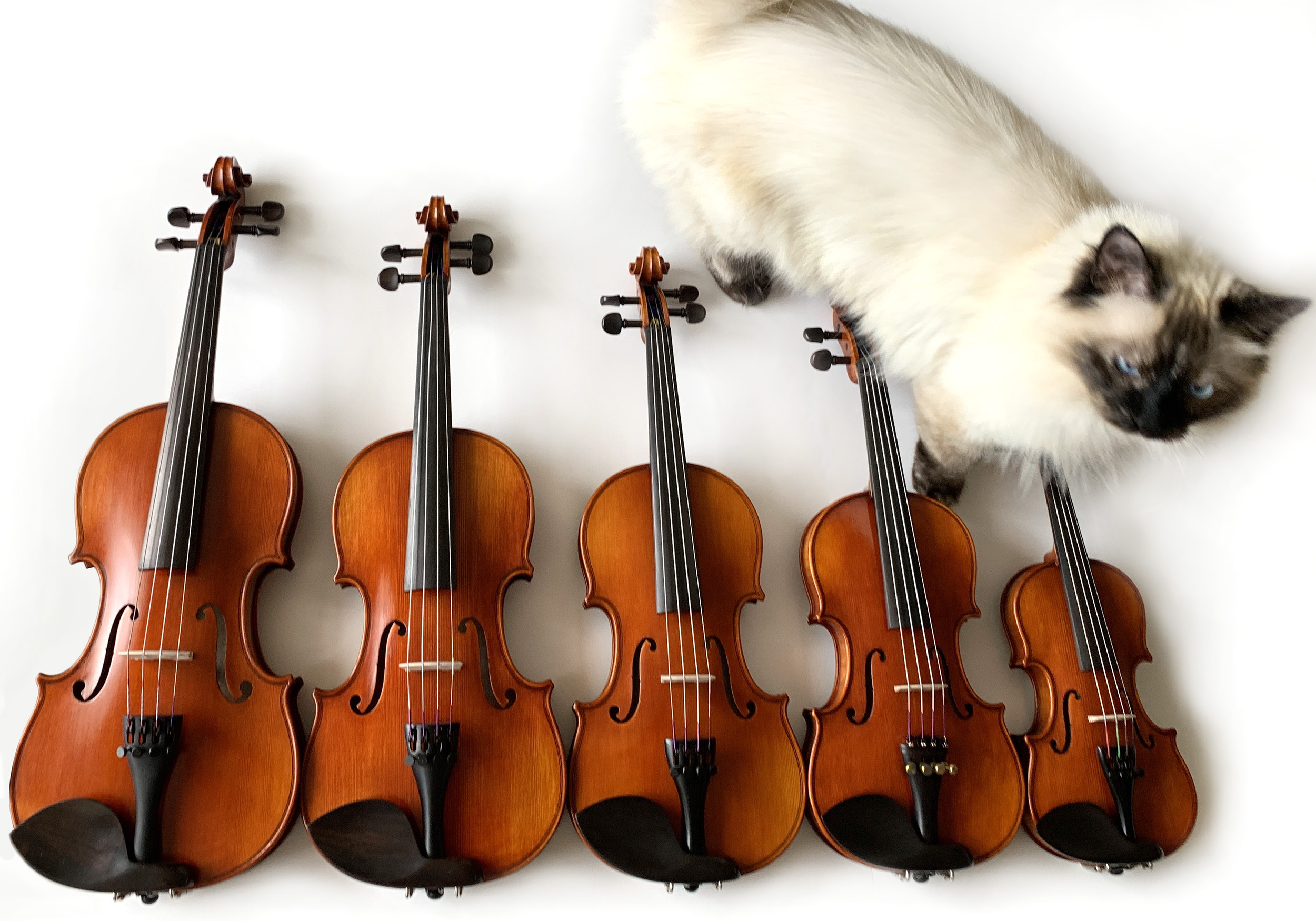 Violins largest to smallest with a ragdoll siamese cat photobombing
