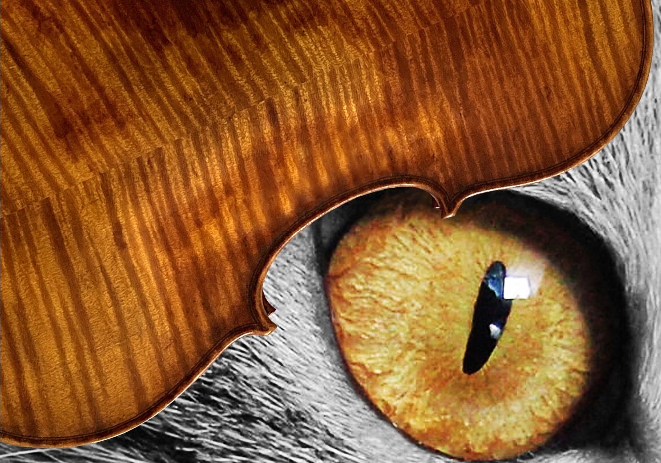 Violin with chatoyant flame over a similar looking cat's eye
