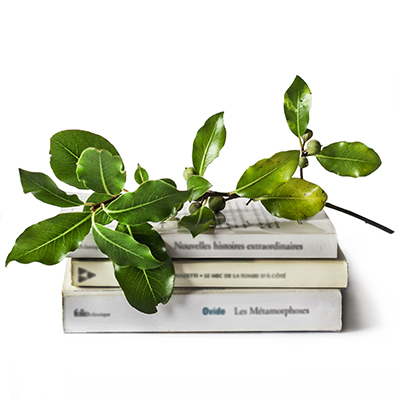 Books with a branch of leaves on top