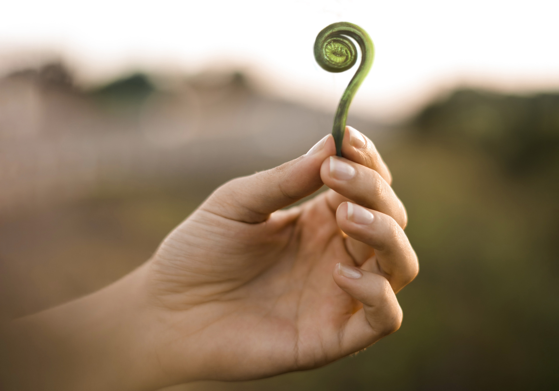 A hand delicately holding a small green baby fiddlehead fern with a desert sunset in the background