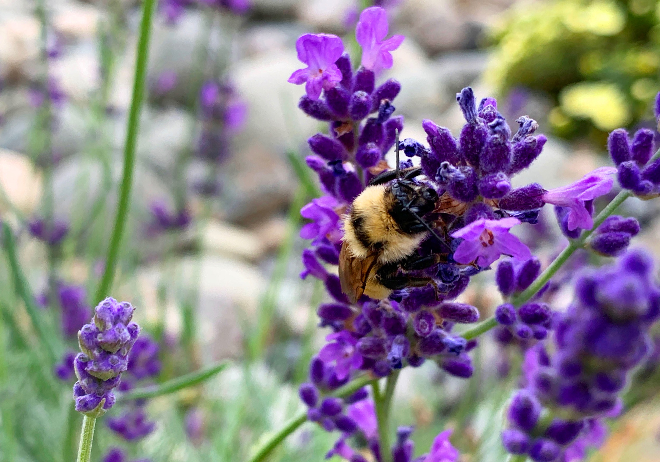 Bee collecting nectar on a lavender flower