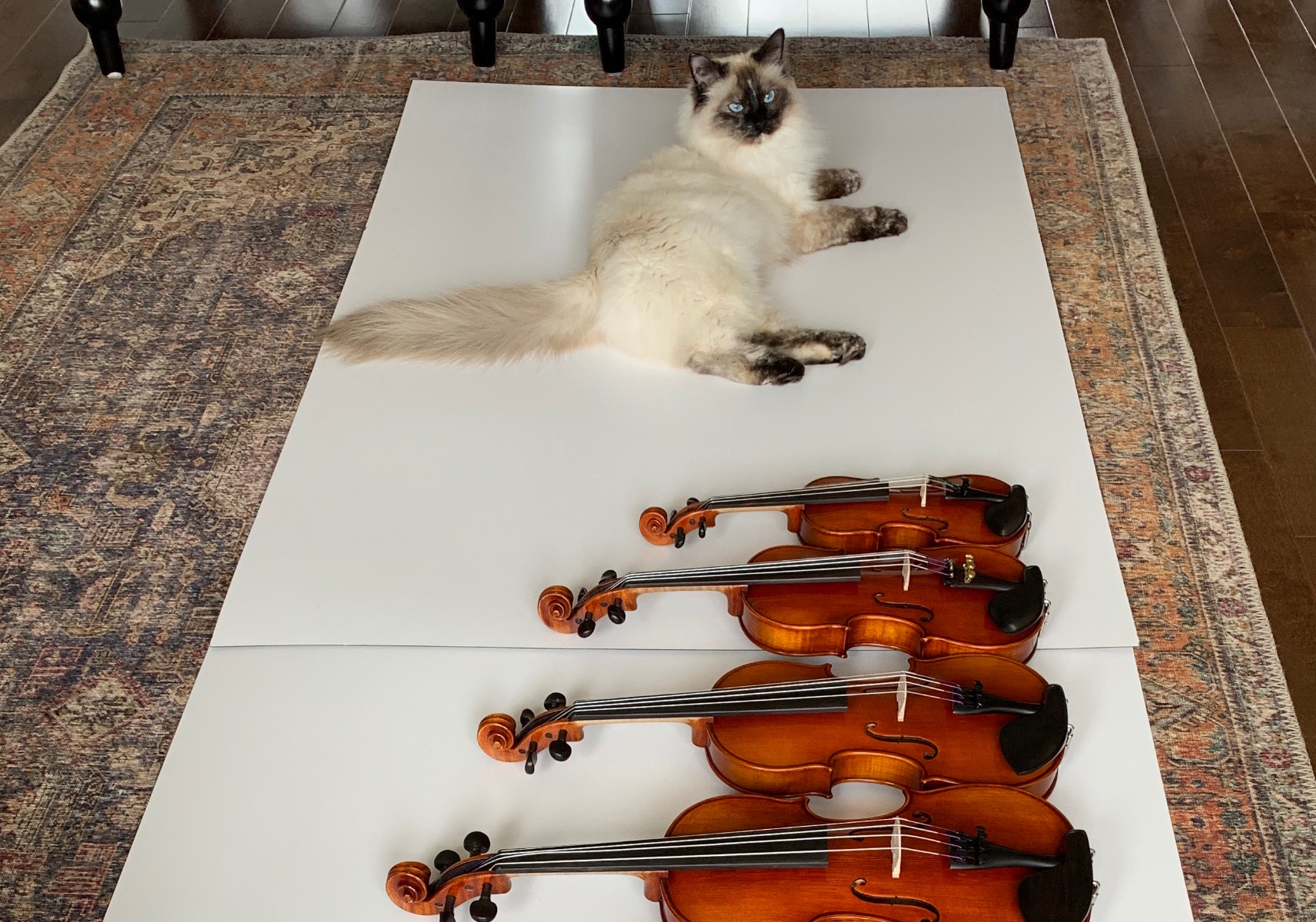 Longhaired siamese ragdoll cat with an assortment of all sized violins resting on a white background during a photoshoot