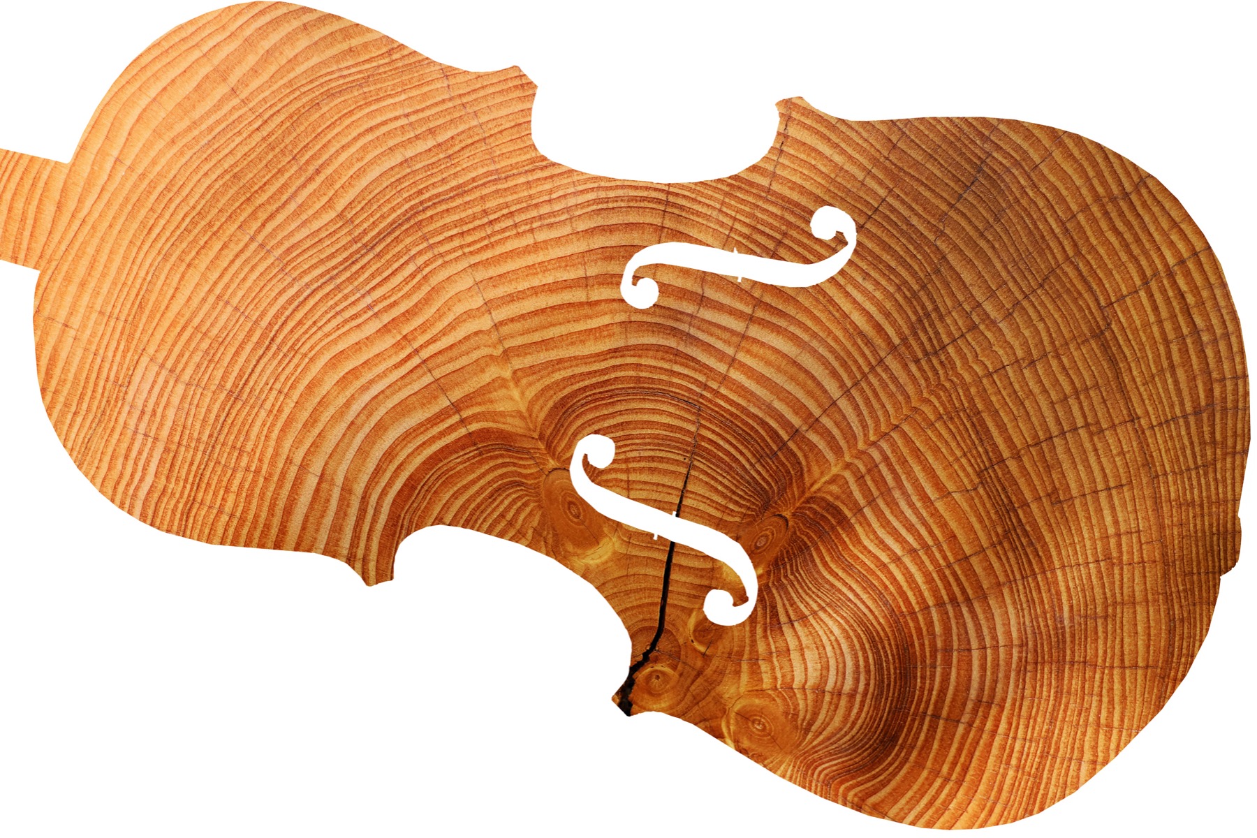 violin shape over a wood trunk cross section