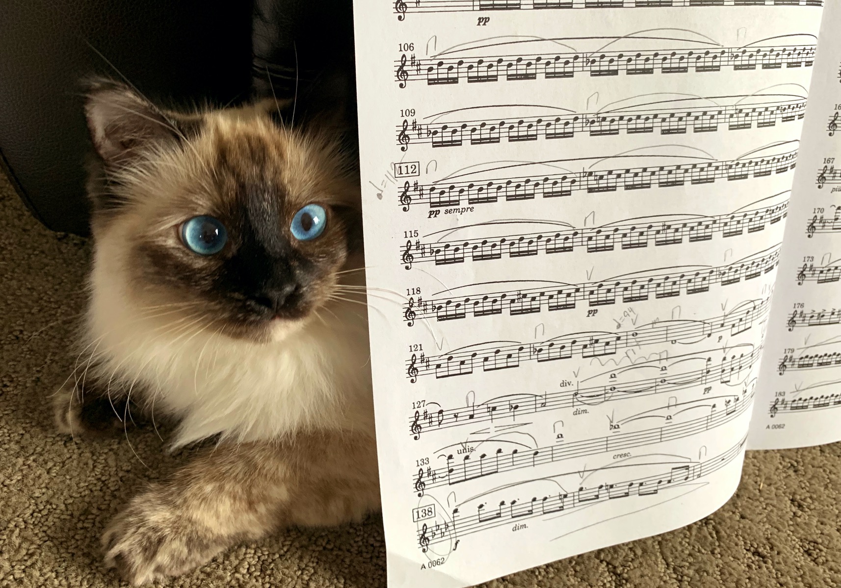 Fluffy Ragdoll Siamese cat behind sheet music to the Hebredes Overture