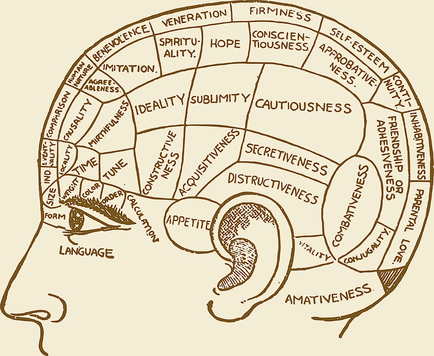 drawing of a cross-section of the human head with sections of the brain identified
